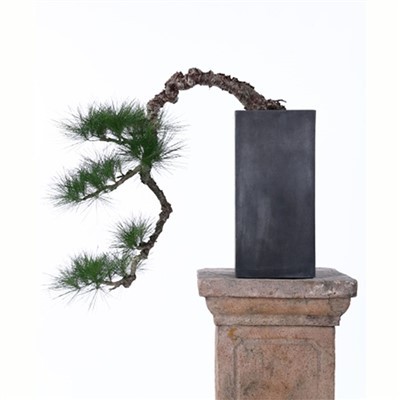 Umjetni europski bonsai